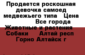 Продается роскошная девочка самоед медвежьего типа › Цена ­ 35 000 - Все города Животные и растения » Собаки   . Алтай респ.,Горно-Алтайск г.